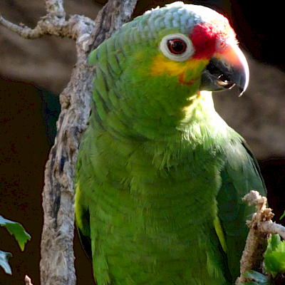 Papgayo "Borrito"