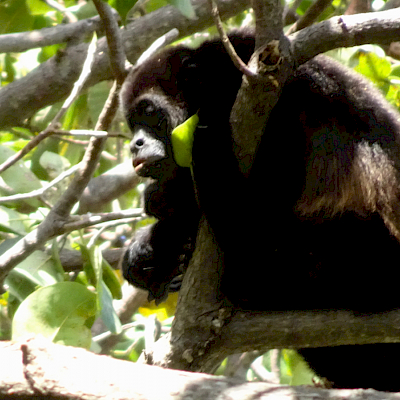 Mono congo