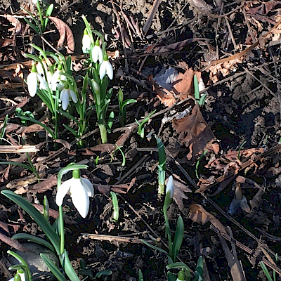 Schneeglöckchen im Garten!