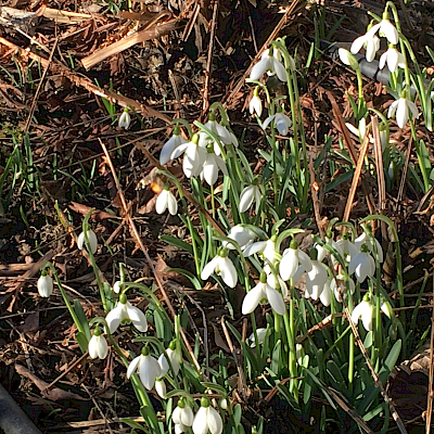 Schneeglöckchen im Garten!