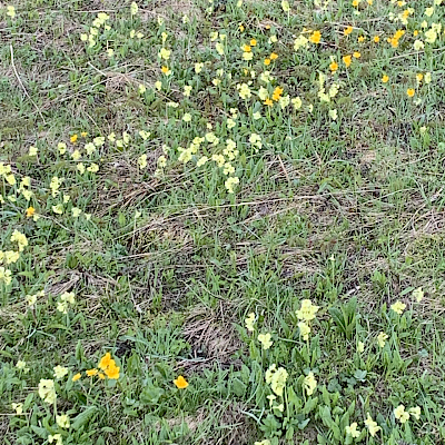 Gurnigel, 31.5.2019