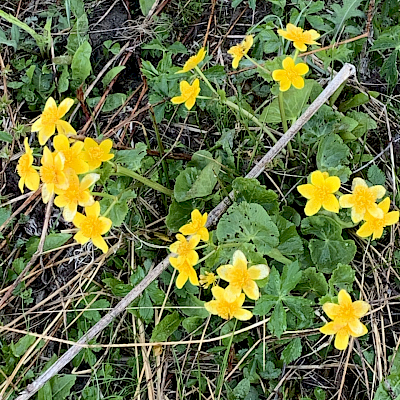 Gurnigel, 31.5.2019