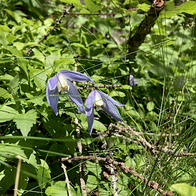 Klematis