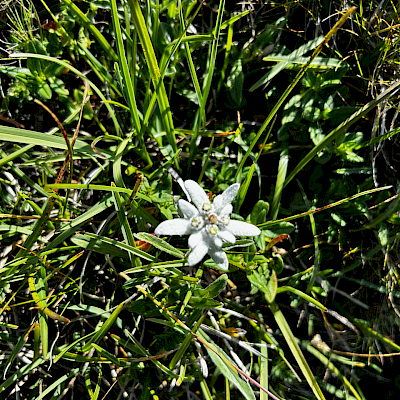 Alpe Casaccia - Gana Negra - Piz Cadreigh - Olivone