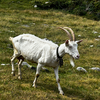 Olivone - Campo Blenio - Val Carassino - Adula Hütte und zurück (Velo)