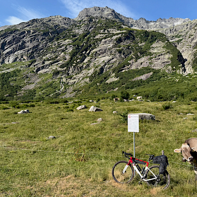 Die Kuh interessiert sich fürs Velo von Andreas